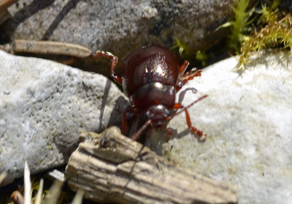 Chrysolina cfr. staphylaea, Chrysomelidae